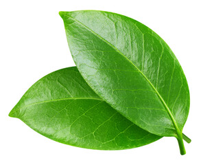 Green leaf isolated on white background