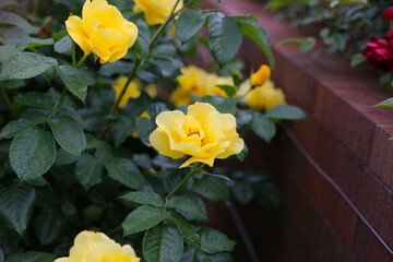 Yellow roses blooming among glossy green leaves