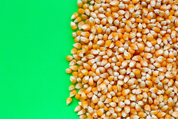 Yellow raw unpopped popcorn kernels