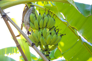 A cluster of green bananas hanging from a banana tree