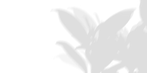 Motion blur and gradient background of tree leaves. Natural pattern, gray shadow. Copy space and transparent background with png