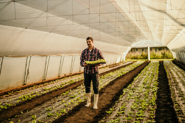 Farmer carrying seedlings of lettuce in greenhouse for growing organic vegetables