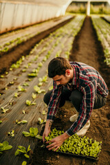 Farmer planting seedlings in greenhouse polytunnel using plastic mulch