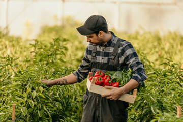 Organic farmer harvesting fresh red peppers in greenhouse garden