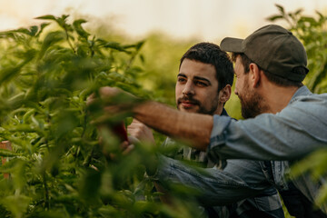 Two farmers examining plants growing in greenhouse