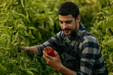 Farmer harvesting red bell peppers in greenhouse: checking ripeness and quality of vegetables