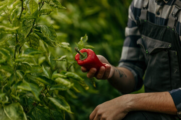 Farmer holding freshly picked red bell pepper in cultivated field