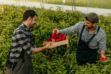 Farmers harvesting red bell peppers in greenhouse