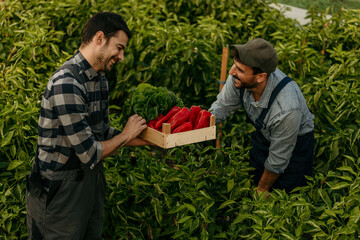 Farmers holding harvested bell peppers and lettuce in greenhouse
