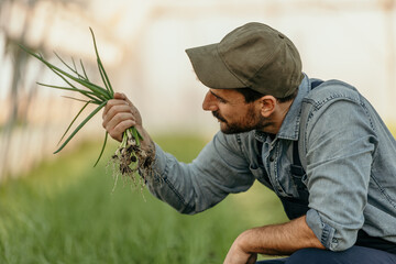 Farmer examining freshly harvested green onions in field