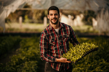 Young farmer holding fresh organic microgreens at sunset farm