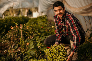 Farmer holding and examining young seedlings in greenhouse