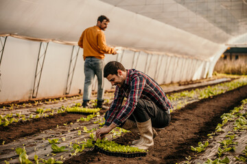 Farmers taking care of seedlings in greenhouse tunnel
