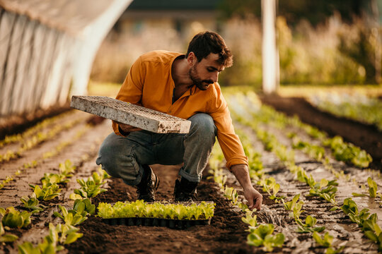 Farmer planting seedlings in greenhouse for sustainable agriculture