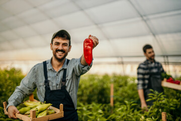 Farmer showing red bell pepper in greenhouse holding crate of green peppers