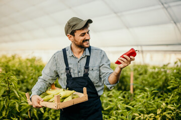 Farmer holding crate and examining red bell pepper in greenhouse