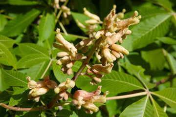 White spring tree flower. Cluster with white chestnut flowers. White chestnut blossom with tiny tender flowers and green leaves background. Horse chestnut blossoming in springtime