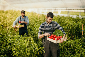 Farmers harvesting red peppers in greenhouse: teamwork and fresh produce