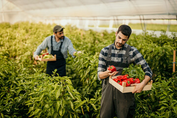 Farmers harvesting bell peppers in greenhouse: agriculture and local food production