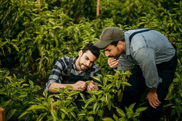 Two farmers examining chili pepper plants in cultivated field