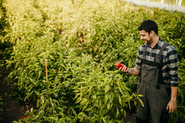 Farmer examining red bell pepper in greenhouse agriculture