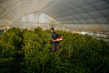 Farmer carrying box of fresh produce in greenhouse