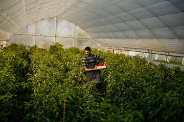 Farmer harvesting red peppers in greenhouse: agriculture and local food production