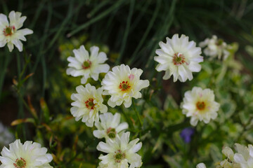 Obraz premium Soft white flowers with delicate petals blooming in a lush garden setting.