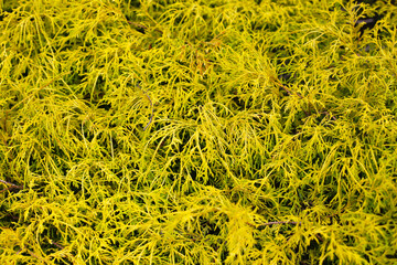 Golden-yellow foliage of an ornamental conifer shrub