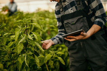 Farmer examining plants with digital tablet in greenhouse: implementing modern technology in...