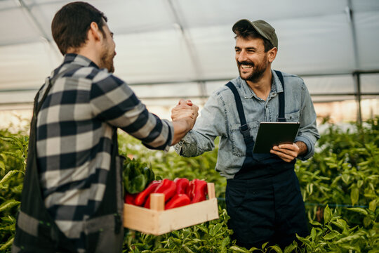Farmers shaking hands in greenhouse while holding organic vegetables and tablet