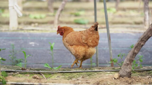 close uo freeland hen  walking