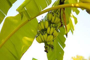 A cluster of green bananas hanging from a banana tree