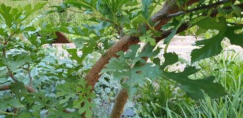 Morus australis leaves used in traditional Korean medicine to support blood sugar control....