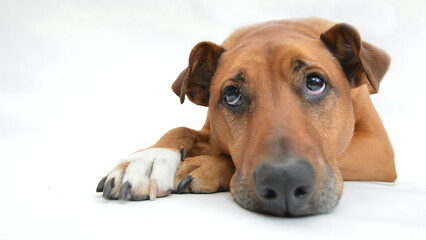 Cute Dog