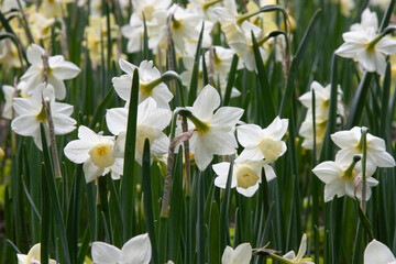 White spring flowers. Daffodil flower Pheasant's Eye, Poeticus Narcissus, a classic white flower...