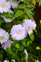 Light purple clematis flowers blooming beautifully among lush green leaves.