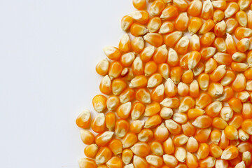 Yellow raw unpopped popcorn kernels