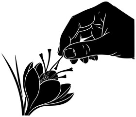 Black silhouette vector icon logo illustration of saffron threads being carefully harvested and ground into powder or sprinkled into a pot of rice with a luxurious dish garnished with saffron strands