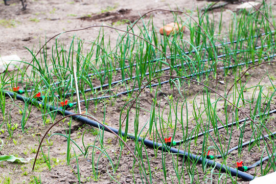 Drip irrigation at the dacha on a bed with onions, outdoor