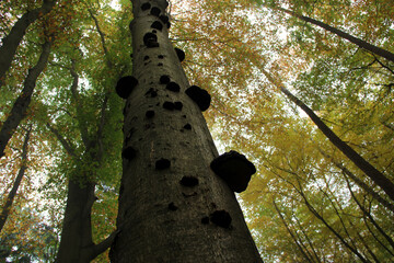 Fototapeta premium Tree trunk with dark bracket fungi in autumn forest, upward view with colorful foliage and natural textures