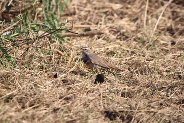 birds in Jungle