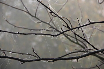 Bare tree branches covered with delicate cobwebs in morning mist, close-up view of spider silk in autumn light