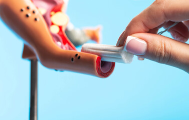 Close-up of a woman's hand inserting a sanitary tampon into a medical model of the female...