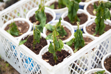 Frozen pepper seedlings in jars for planting in the ground. Frost in spring, close-up