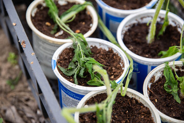 Frozen tomato plant before planting in the ground in spring, spring time