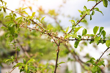 Frozen flowers of a fruit tree in spring. Frost in spring, damage to crops, copy space for text
