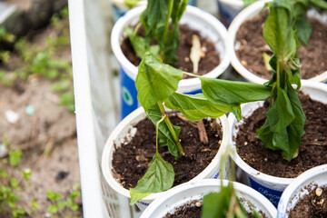 Frozen seedlings in cups for planting pepper plants. Frosts in spring, close-up