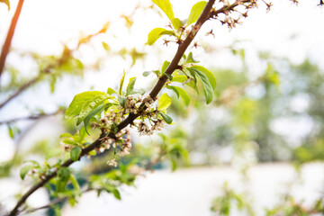 Frozen flowers of a fruit tree in spring. Frost in spring, damage to crops, copy space for text