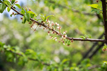 Obraz premium Frozen flowers of a fruit tree in spring. Frost in spring, damage to crops, copy space for text